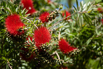 Flowering bushes of Callistemon strictus on blurred green background. Selected focus. Close-up. Red flowers in form of bottle brush on branch of callistemon bush on embankment of city. Adler, Sochi.