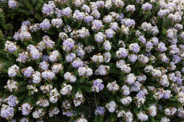 Falkland Islands. Local flowers on a cloudy winter day