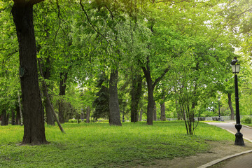 Fototapeta na wymiar Beautiful green trees in park on sunny day