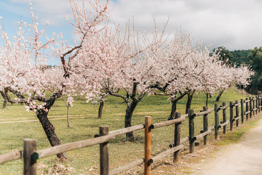 Almond orchard behind a wooden fence 