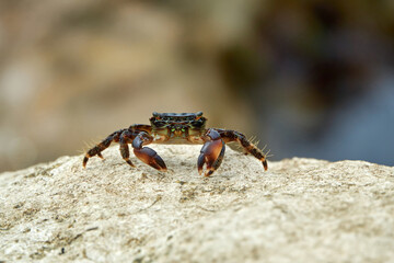 the runner crab eating microorganisms on the rocks of the adriatic sea