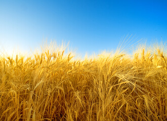 Field of ripe golden barley with fuzzy beards, natural pattern