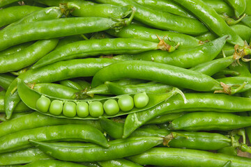 fresh green pea pods background. green pea pods texture