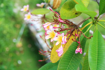 Flower close-up. Cuba nature