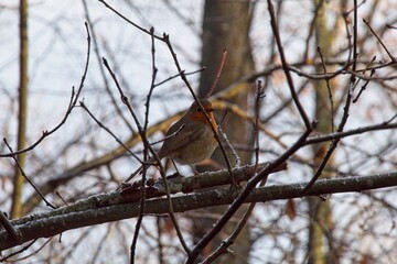 branches of a tree in winter