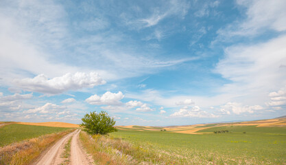 Fototapeta premium Beautiful summer landscape with wheat field and dramatic stormy clouds - Red path leading to the horizon