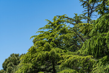 Obraz premium Young bright green needles of Himalayan cedar (Cedrus Deodara, Deodar) growing on embankment of resort town of Adler. Close-up. Black Sea. Blurred background. Selective focus. Adler. Sochi.
