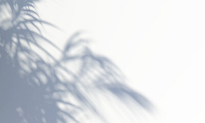Shadow from a tree falling on a white wall. 3d rendering