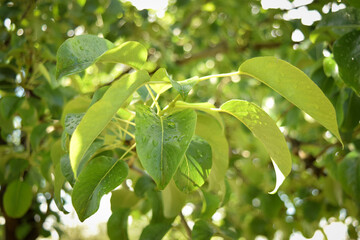 Fototapeta na wymiar Green Leaf With Water Drops. Green leaf with water drops for background