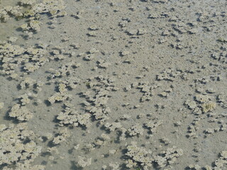 A close-up on the water of some salt marshes. France, june 2021.