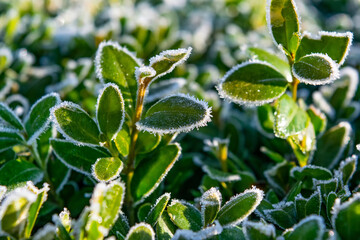boxwood branches with green leaves covered with frost top view close-up