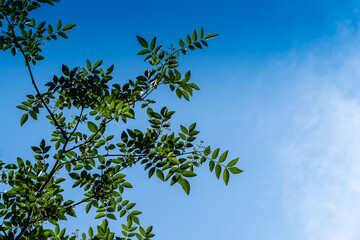 Zanthoxylum americanum, prickly ash, toothache tree, yellow wood, suterberry or Sichuan pepper in spring landscape garden. Green leaves of Zanthoxylum americanum against blue sky. Close-up.