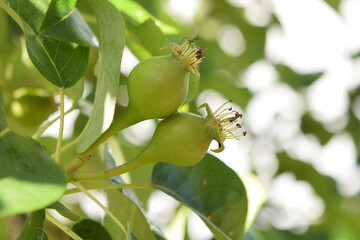 Small pears on a tree branch. The concept of pear growth on a branch. Pear tree with fruit in the garden.