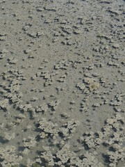 A close-up on the water of some salt marshes. France, june 2021.