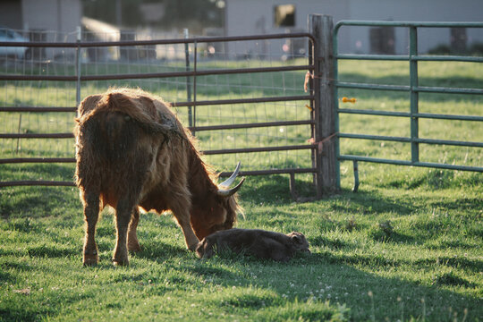 Scottish Highland Cow With Calf