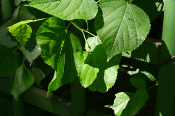 Twig with green leaves on a blurred background.