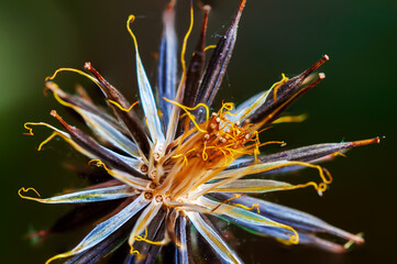 Colorful Wild Dried flower close-up. Barbed vivid plant, dark background