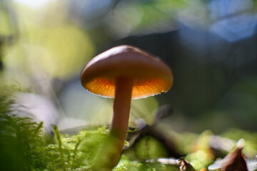 mushrooms in the forest