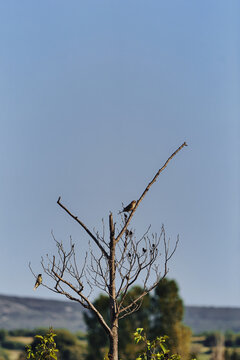bird on a tree branch