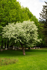 Fototapeta na wymiar a branch of a shrub with lilac flowers in the garden