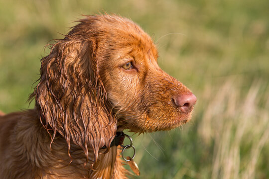 A Cocker Spaniel