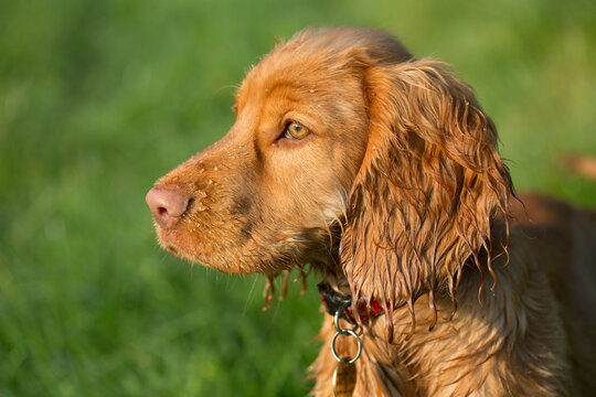 A golden Cocker Spaniel