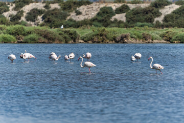 Flamingos on water near the coast