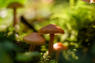 mushrooms in the forest