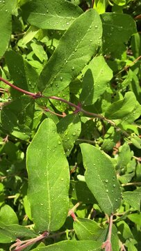 Bush leaves close-up in water drops. Background natural image. Vertical video 4k.
