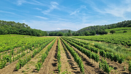 Fototapeta na wymiar Winery in the South of France