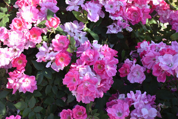Rosier rose au jardin
