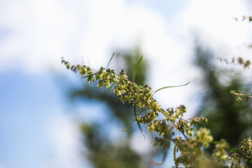 Branch of cannabis and marijuana. Ganja, hemp beautiful tree.