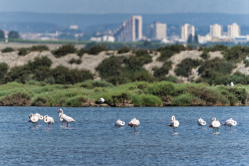 Flamingos on water with cityscape