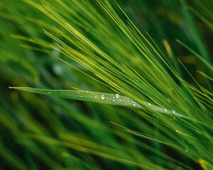 Fototapeta premium ears of wheat