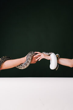 Hands and a snake