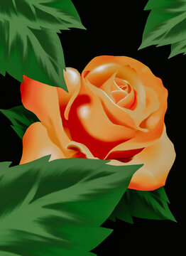 Rose flower