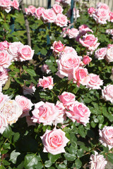 Grand rosier à fleurs roses au jardin