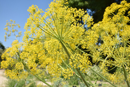รูปภาพFerula – เลือกดูภาพถ่ายสต็อก เวกเตอร์ และวิดีโอ829 | Adobe Stock