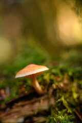 mushrooms in the forest