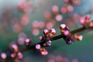 Cherry buds on the branches of a cherry tree in early spring