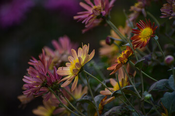 Beautiful Orange gerbera Daisy  (daisy family)