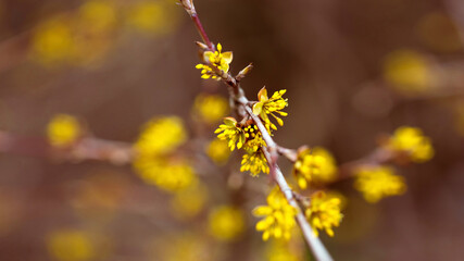 Close-up of yellow flowers and buds on a fruit or ornamental shrub.