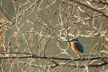 Naklejka premium カワセミと朝陽2