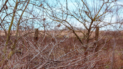 Bare branches of fruit trees with sparrows, natural background