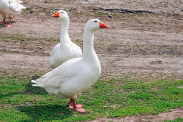 White geese walking on the meadow with green grass at farm. Domestic birds.