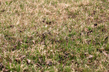 Old and young grass mixed on soil in springtime, natural background