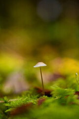 mushroom in the forest
