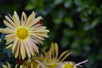 Chrysanthemum (chamomile)