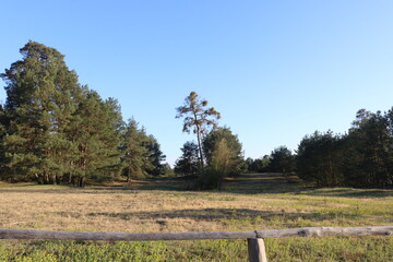 Panzerwald Viernheim Glockenbuckel