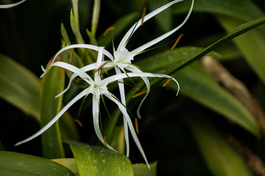 spider lily (hymenocallis littoralis) in the garden